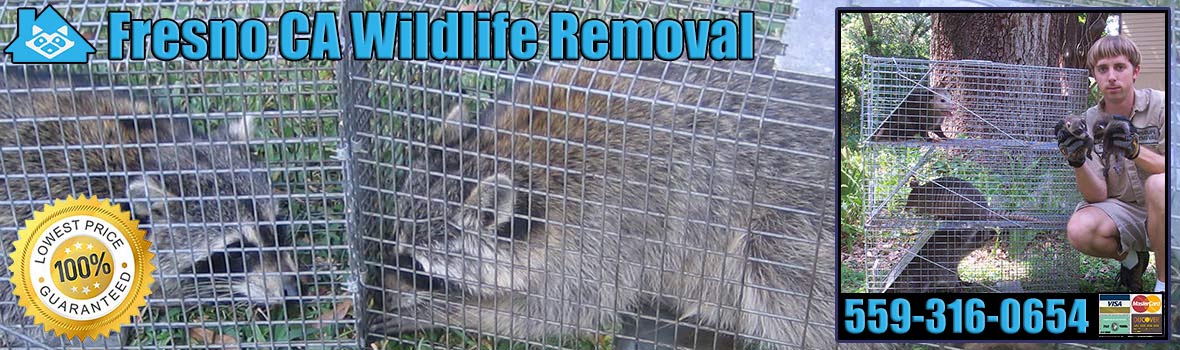 Fresno
 Wildlife and Animal Removal